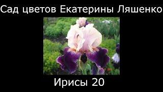 #Ирисы20 #Сад цветов Екатерины Ляшенко