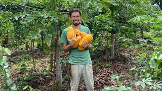 Agrofloresta, 1 ano em 6 minutos!! agricultura sintropica!!