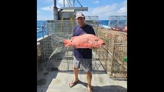 Life onboard a commercial trap boat. Surprise giant moray eel and Fish aggregating devices found