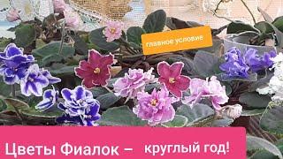 Цветущие Фиалки! ГЛАВНОЕ условие цветения круглый год!