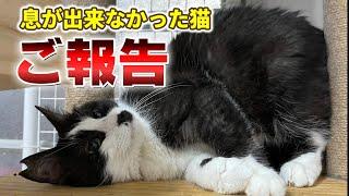 【神戸保護猫】ご報告します