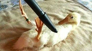 Vacuuming My Duck