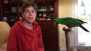 Como enseñé a mi loro Eclectus el clicker y el truco de girar