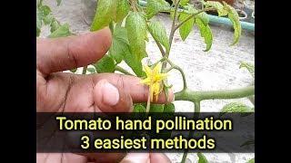 How to pollinate tomatoes, hand pollination of tomato flower