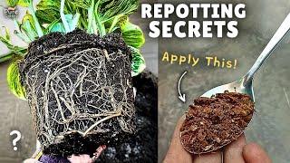 How to Repot a Plant Correctly & Safely? (4-EASY STEPS)