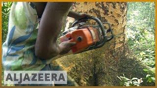  DR Congo: World's second largest rainforest faces logging threat | Al Jazeera English