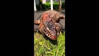 Red Tegu skin issues (bad shed) #shorts