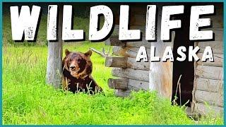  2021 Alaska Road Trip - Alaska Wildlife Conservation Center AWCC | Newstates Go North: EP8