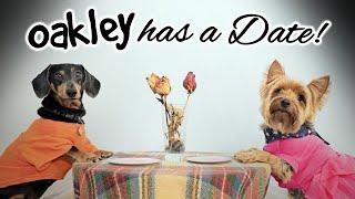 Ep#9: OAKLEY HAS A  DATE! - (Cute & Funny Dachshund Dogs Dating)