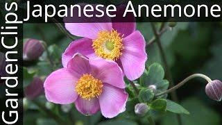 Japanese Anemone - Anemone x hybrida - How to grow Japanese Anemone