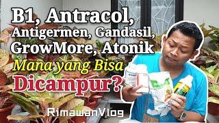 (Eps. 109) Aturan Mencampur Pupuk, Vitamin, ZPT dan Pestisida | Rimawan Vlog