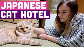 I Stayed Overnight in a Japanese Cat Hotel  Cats in YOUR ROOM!