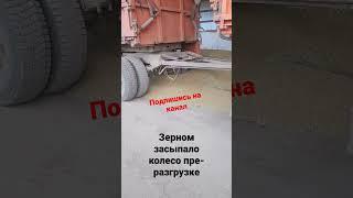 зерном засыпало колесо при разгрузки #камазист #разгрузка