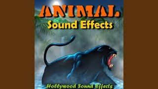 Rooster Sound Effects