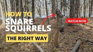 How to Snare Squirrels