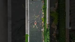 Swimming In A Backyard Fish Pond!