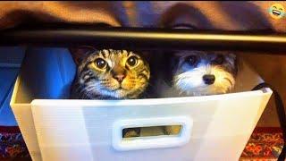 Funny ANIMALS videos  Funniest CATS and DOGS 2024