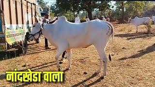 Harshit Patel kudwari or Veeru fouji salai vala bail | Pat pratiyogita mp