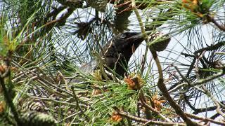 American Crow juvenile in nest