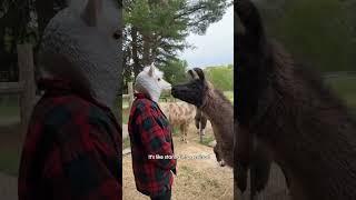 The Funniest Animal TikTok's of January 