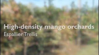 High-density mango orchards: espalier trellis