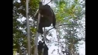 Baby Chimp getting killed by adult Chimp