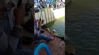 mantap ikan besar tapi lepas lgi