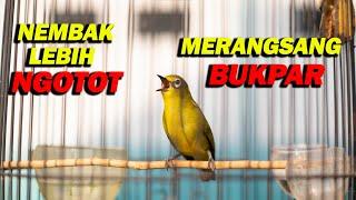 PANCINGAN PLECI NEMBAK LEBIH NGOTOT MERANGSANG BUKPAR