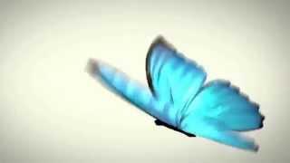 After Effects BUTTERFLY Animation