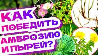 Как избавиться от сорняков? Амброзия, пырей, вьюн, одуванчик...