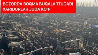 YORQO’RG’ON OPTOM CHORVA BOZORI BOQMA BUQALARI 25 12 2024.