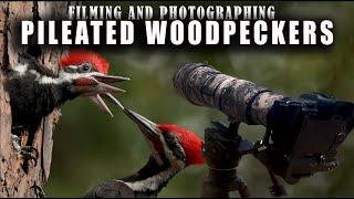 Photographing & Filming Pileated Woodpeckers - Wildlife Photography in Florida