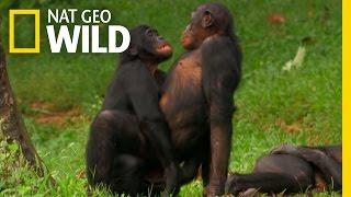 Bonobo Love | Nat Geo WILD