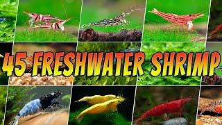 45 Stunning Freshwater Aquarium Shrimps: Rare & Common Shrimp Varieties