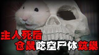 After you die  your pet will probably eat you. The truth subverts your three views! [Zheng Zheng ha