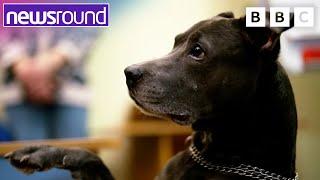 How Dog Therapy is Helping to Bring Joy | Ukraine: The Children's Story  | Newsround