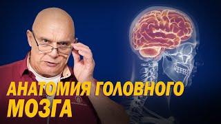 Анатомия головного мозга: Как устроен главный орган человека? Нарушение кровообращения и ишемия