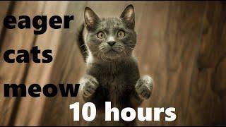 Eager Cats Meow (10 hours)