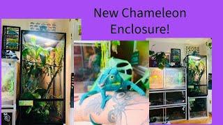 New Chameleon Enclosure and Updates!