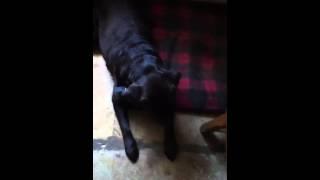 Dog goes mad for the lighter