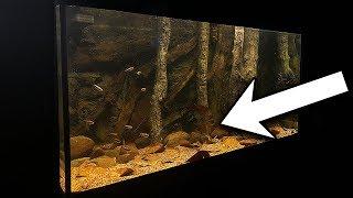 HOW TO CREATE A NATURAL AQUARIUM FOR $5