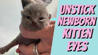 Newborn kitten’s eyes stuck shut? DO THIS