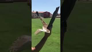 Ornithopters: The Revolutionary Drone Technology Mimicking Real Birds