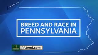 "Great Story" Pennsylvania Horse Breeders Association