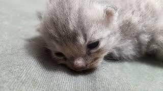 kittens eyes open age at 10 days old