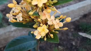 IXORA COCCINEA #flores