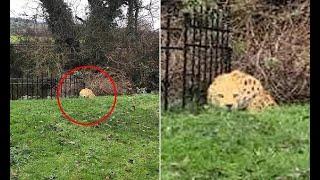 Is a LEOPARD on the hunt in a tiny Wiltshire village? Photo appears to show deadly big cat