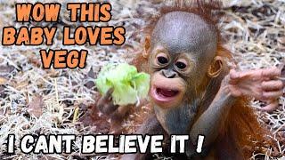 Baby Orangutan Devours Entire Vegetables - Unbelievable!