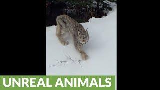 Crazy rare footage of fearless and friendly lynx