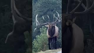 #what-an-antelope#antelope #stags #wildlife #wildanimals #wow #great #animals #nature #naturelovers